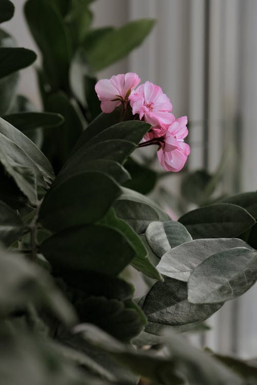 A Close-Up Shot of Pink Flowers and Green Leaves