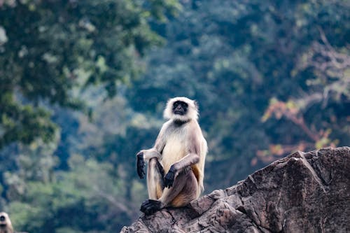 Selective Focus of a Gray Langur Monkey Sitting on the Rock