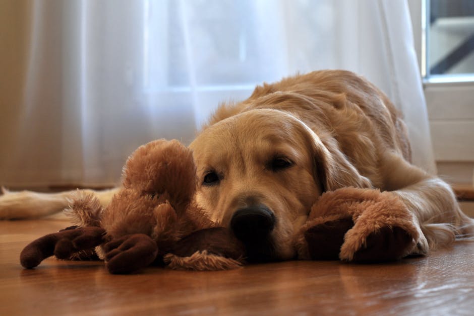 Brown Long Coated Dog Lying in Front of White Curtain