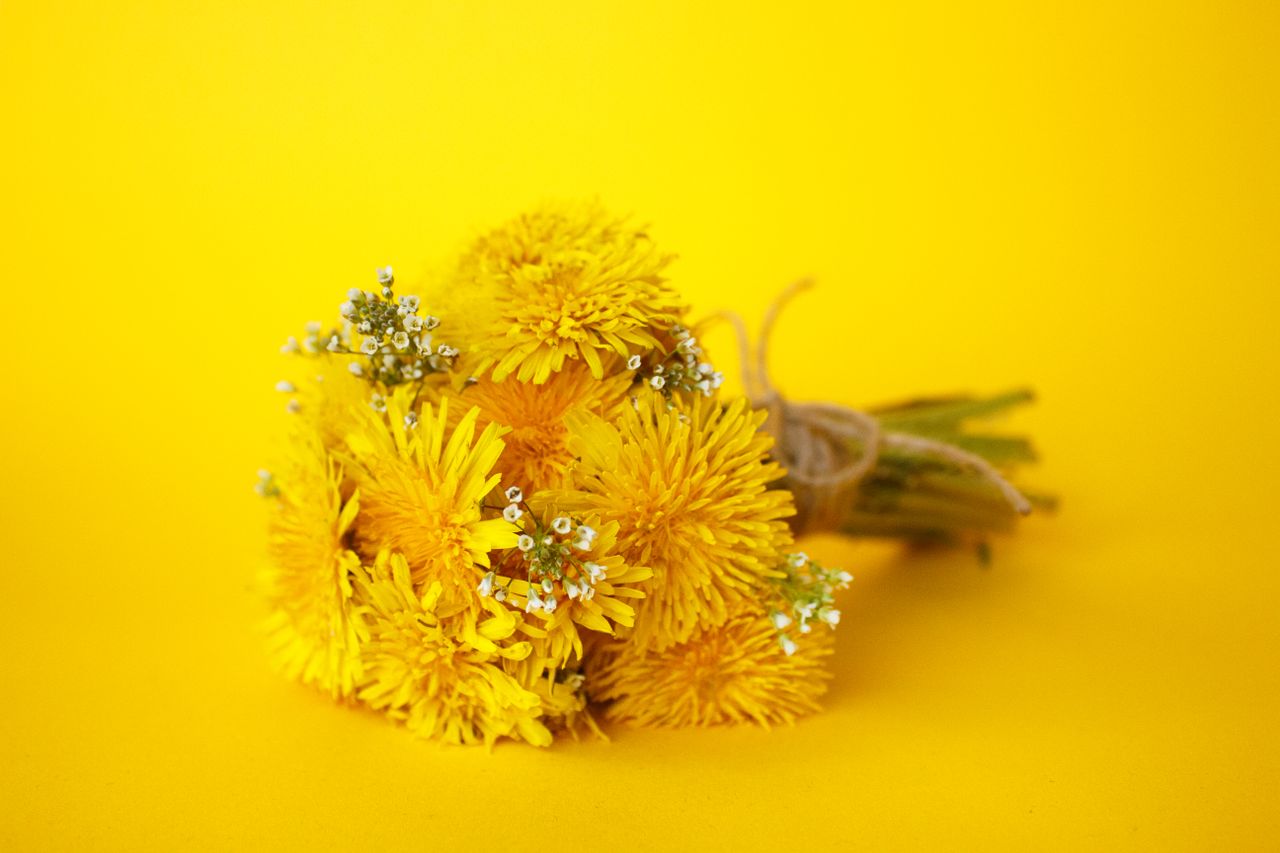 a beautiful bouquet of fresh yellow dandelions on a matching yellow ba