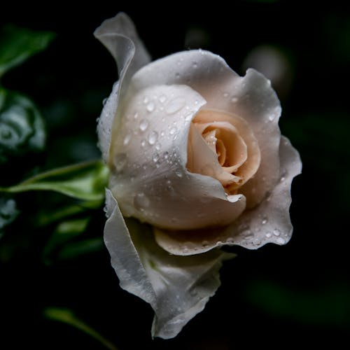 Close-Up Shot of a White Rose with Water Drops