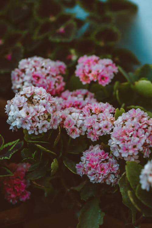 Free Close-Up Shot of Pink Flowers in Bloom Stock Photo