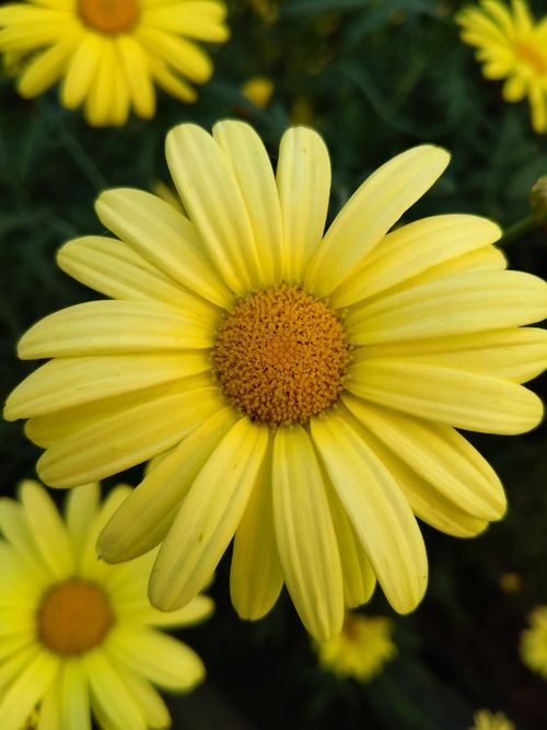 Free Close-up of bright yellow daisies showcasing natural beauty in vibrant summer colors. Stock Photo