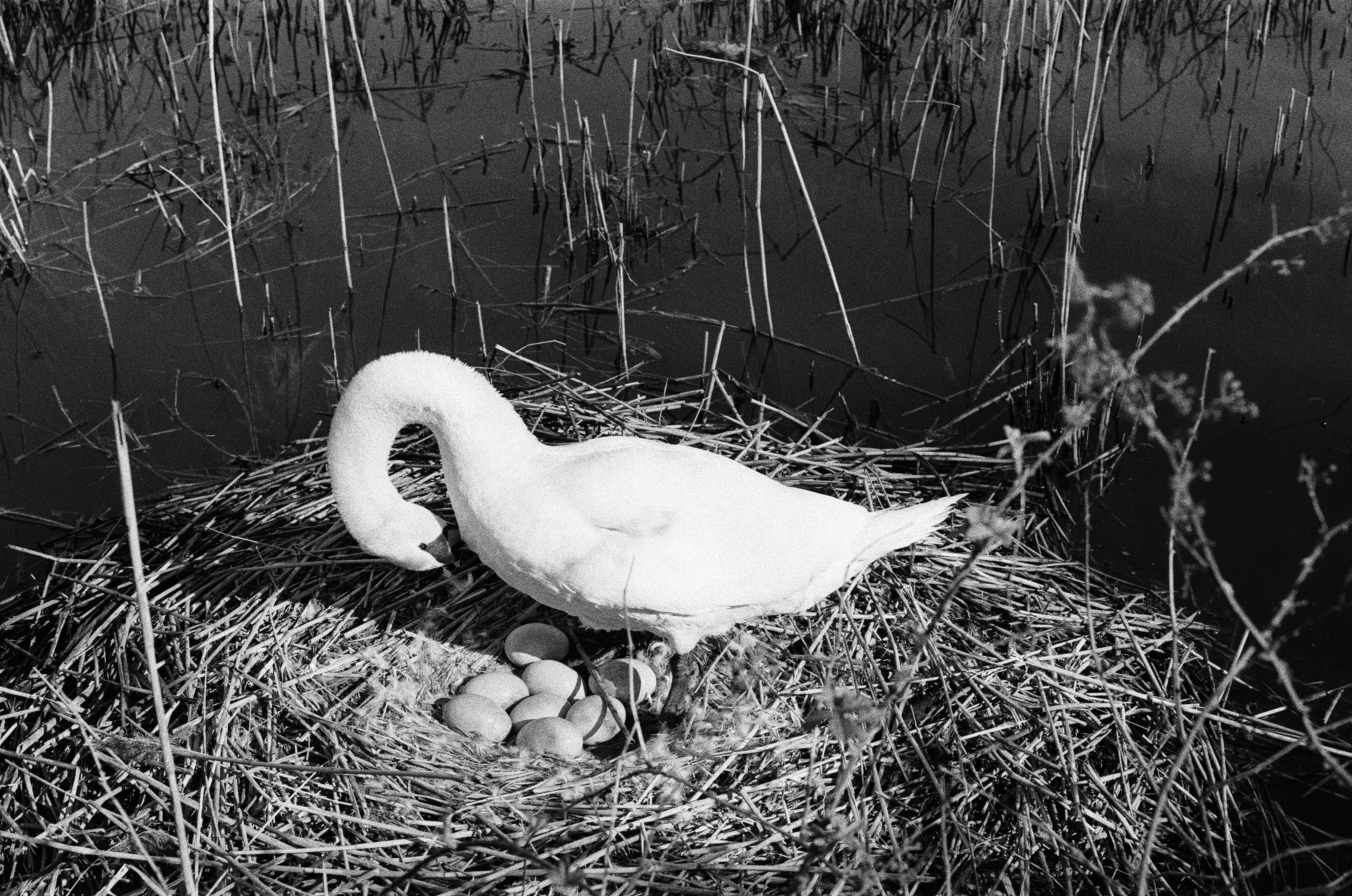 Monochrome photo of a swan tending its nest with eggs in a marshy pond environment.