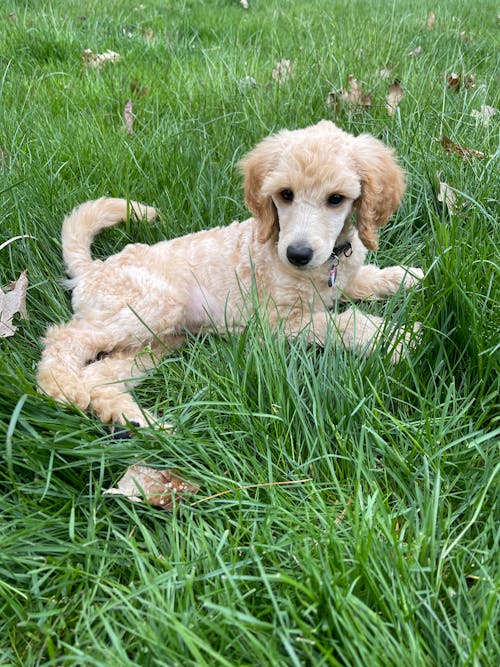Free Close-Up Photo of a Brown Poodle Lying on the Grass Stock Photo