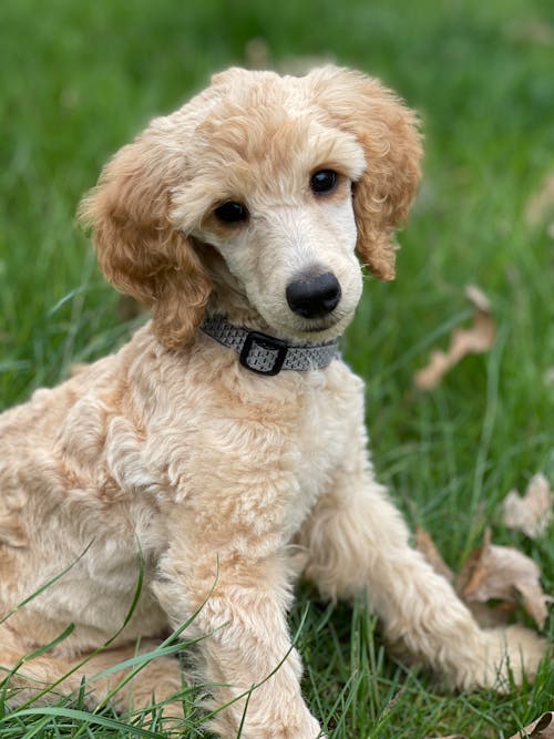 A Brown Poodle on Green Grass
