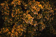 Fortune's Spindle Plant in Macro Shot Photography