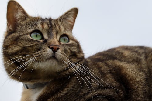 Fotos de stock gratuitas de cara de gato, gato