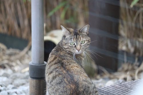 Fotos de stock gratuitas de gato