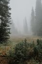 Scenery of tall evergreen trees growing in woodland covered with fog in overcast weather