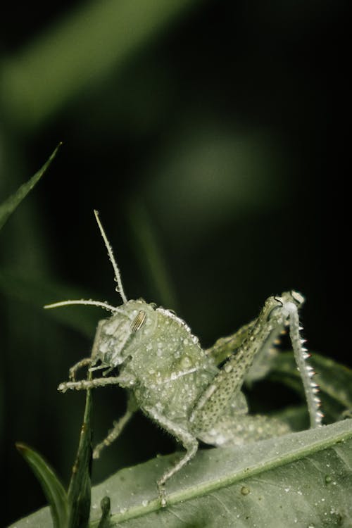 Herbivorous insect with spikes on legs eating green plant leaf in daytime on blurred background