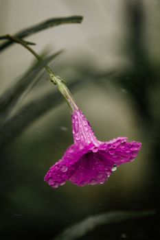 Blossoming flower with pure water drops on gentle petals growing in summer on blurred background