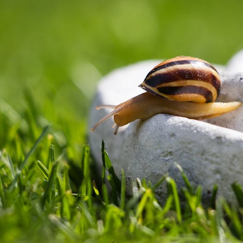 Free Macro Shot of a Brown Snail Near Green Grass Stock Photo