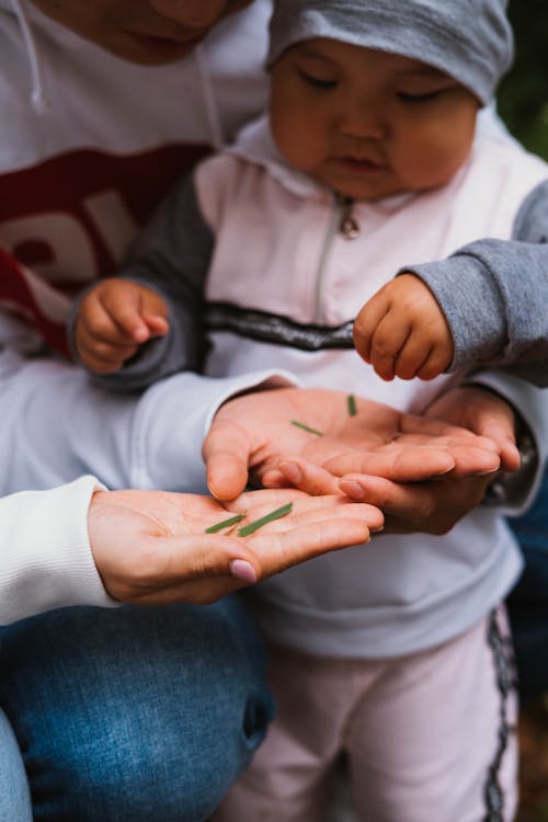 Free Asian baby playing with blade of grass on palms of parents Stock Photo