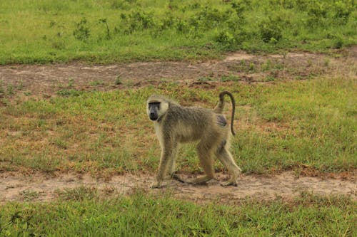 Photos gratuites de animal, babouin, faune