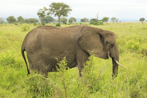 Photo of a Big African Elephant on Green Grass