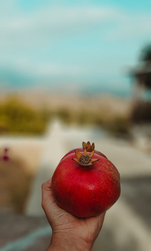Ilmainen kuvapankkikuva tunnisteilla granaattiomena, hedelmä, käsi