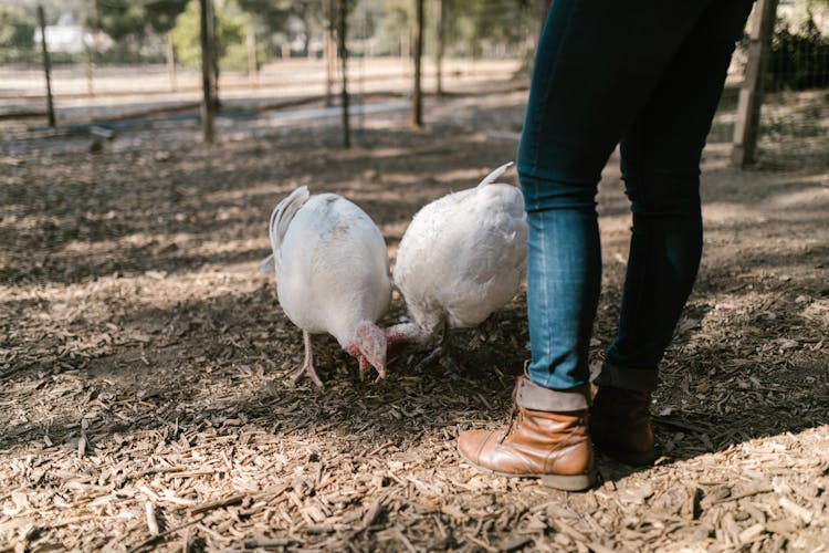 A Person Feeding White Birds