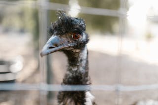 Black Emu Bird Behind the Fence
