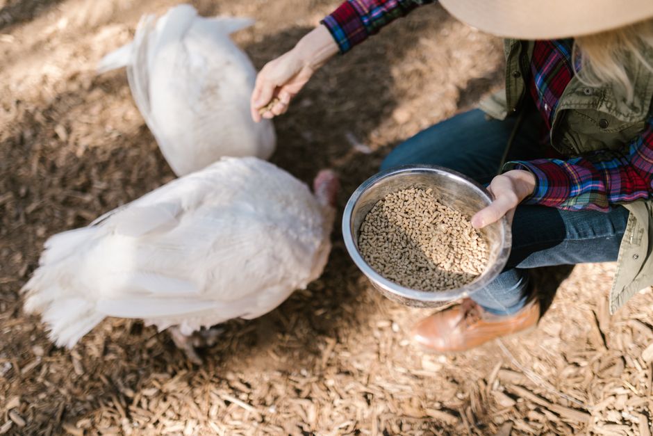 A small flock of backyard turkeys pecking at a scattered mix of cracked corn, oats, and sunflower seeds on the ground.