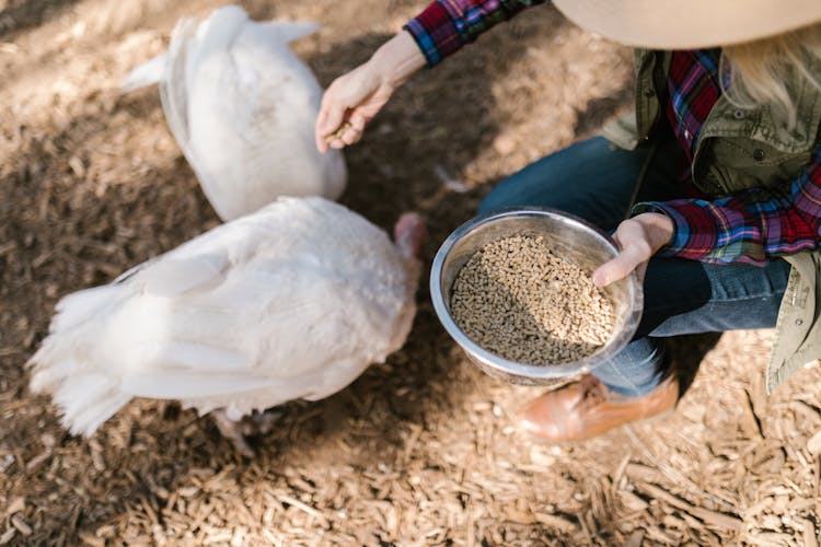 A Woman Feeding The Animals