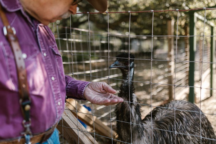 A Man Feeding The Animal