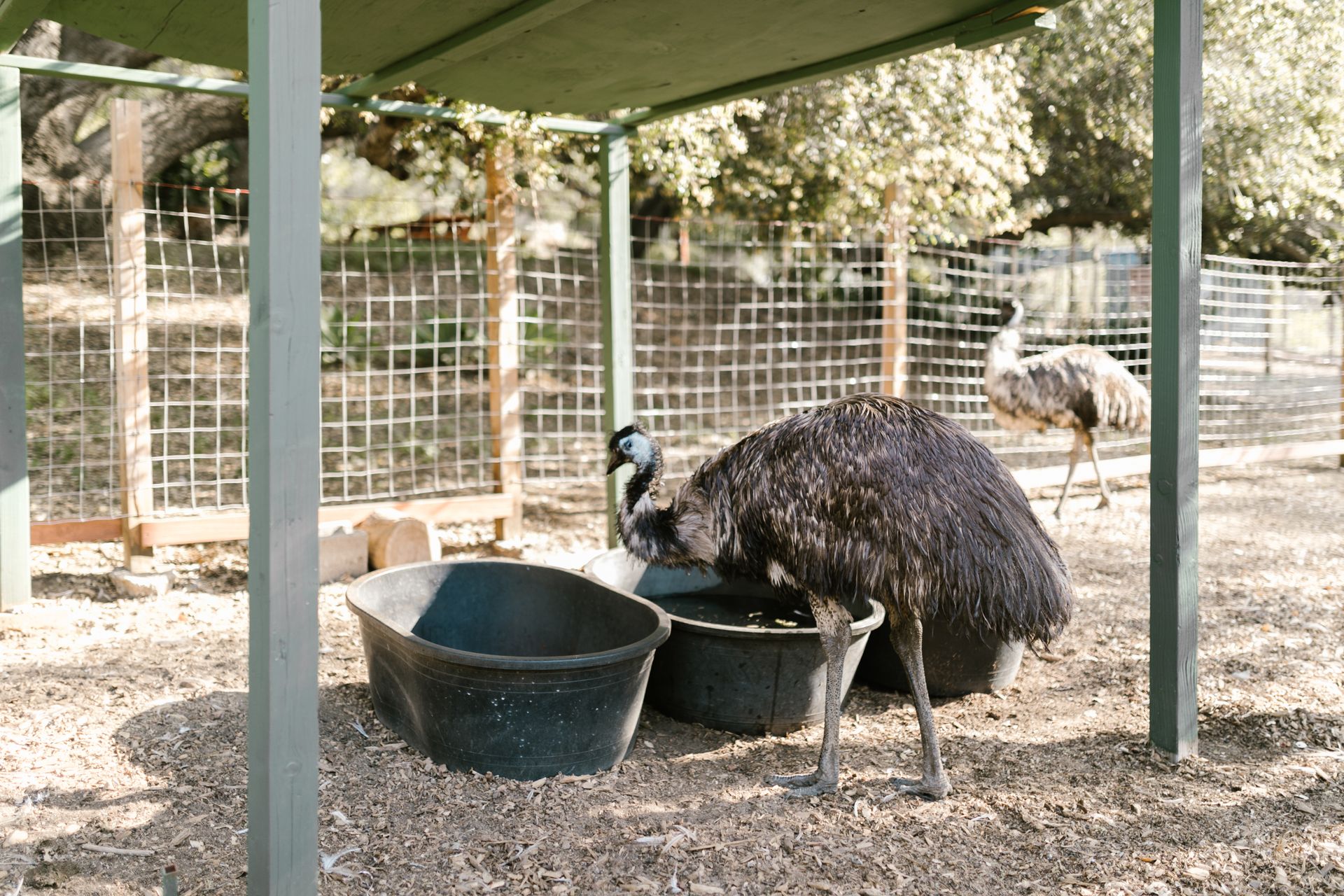 Flightless Bird in a Farm Cage