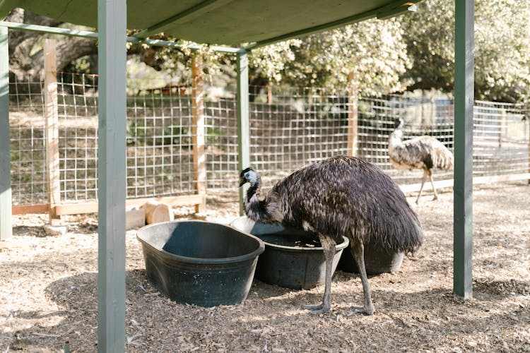 Flightless Bird In A Farm Cage