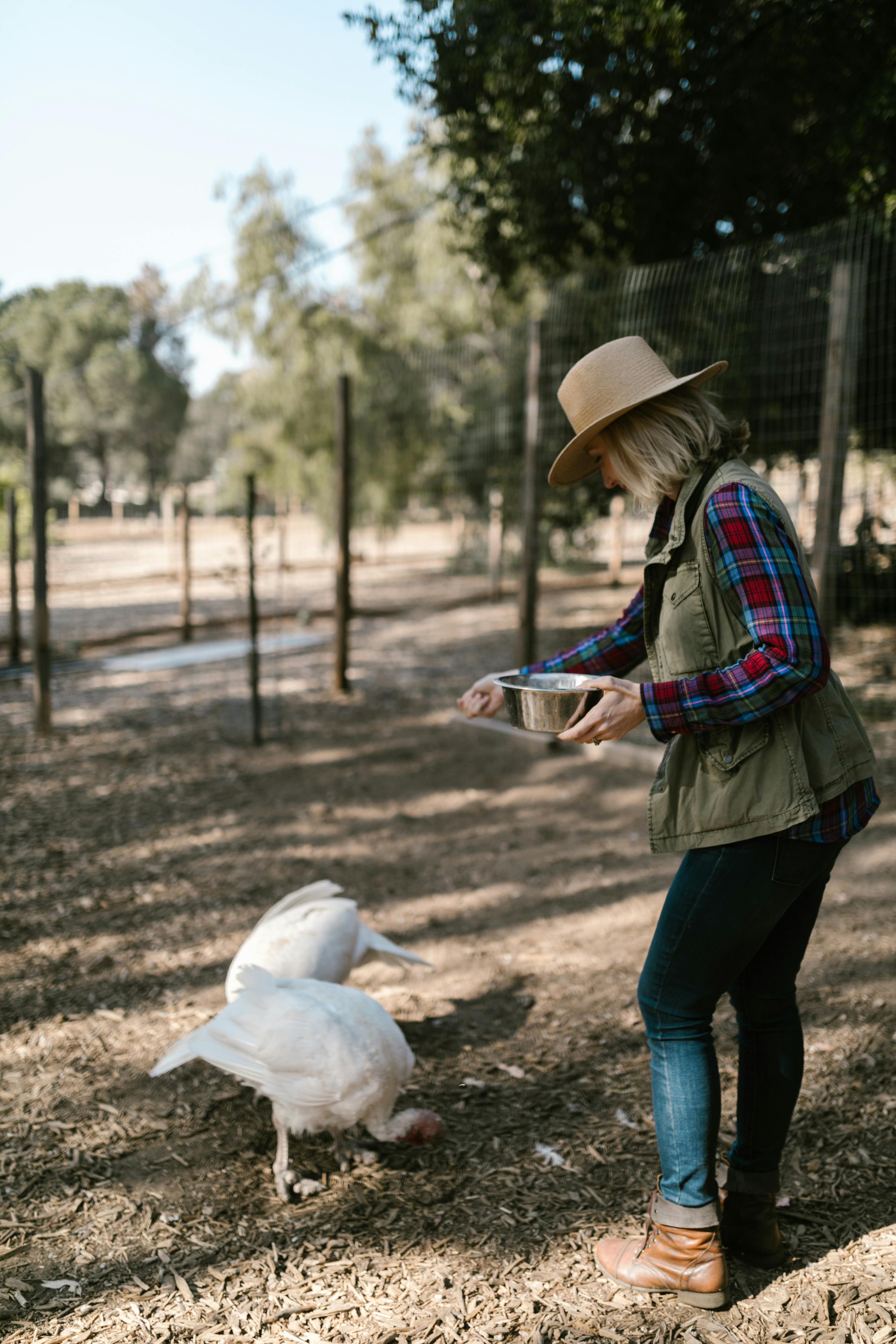 A woman in a hat and plaid shirt feeding turkeys on a sunny farm.