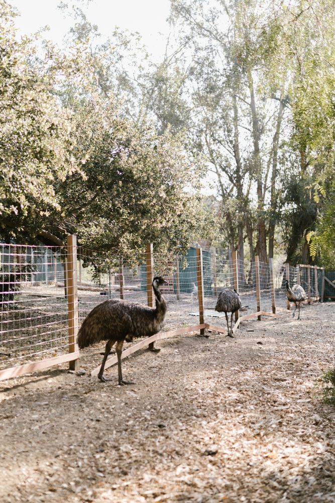 Emu Farm Photos, Download The BEST Free Emu Farm Stock Photos & HD Images