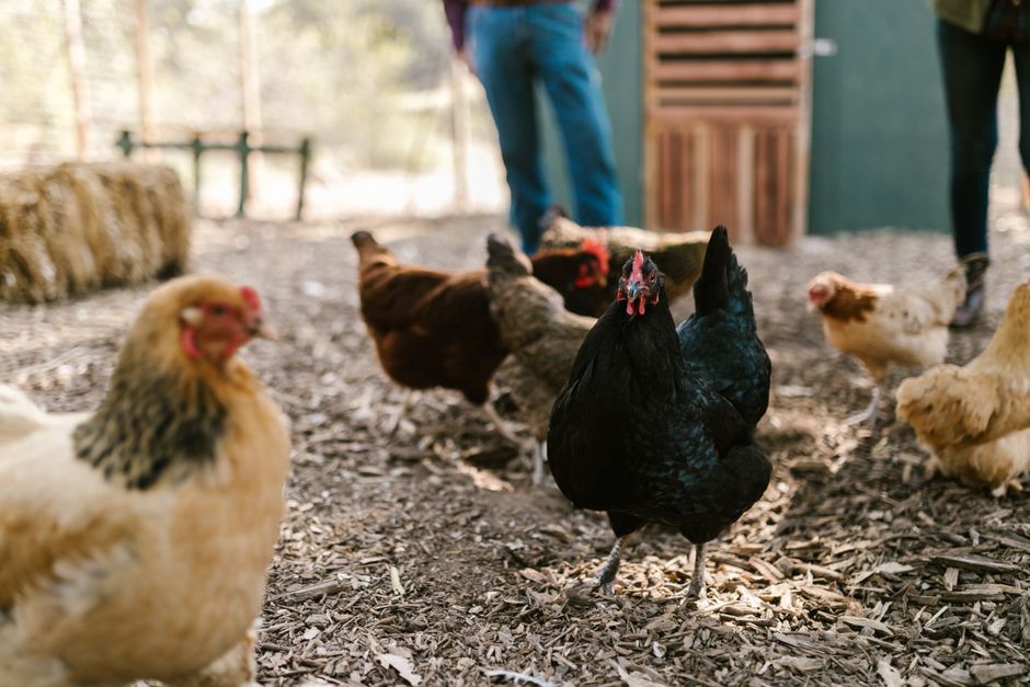 Starting A Backyard Flock
