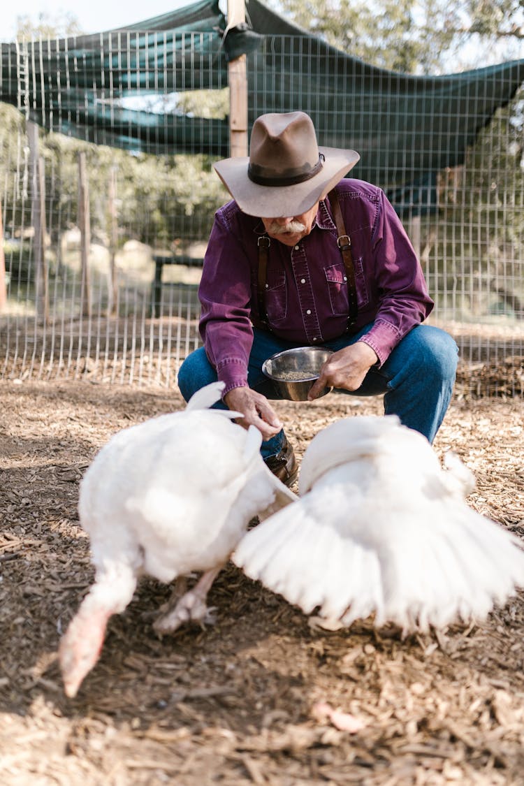 Man Feeding His Turkeys