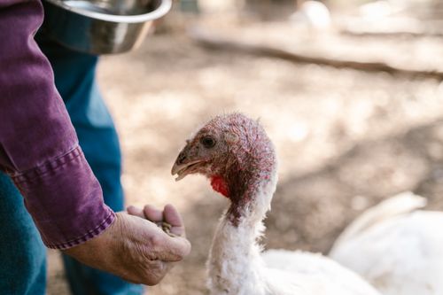 Free Close-up of a farmer feeding a white turkey outdoors on a sunny day. Stock Photo