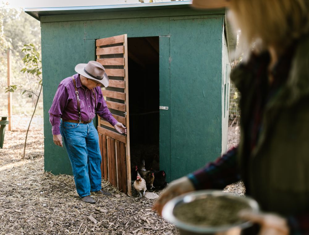 A farm worker feeding chickens at a wooden coop