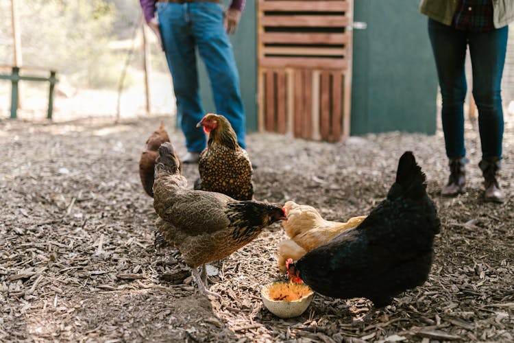 Close-Up Photo Of Hens Eating