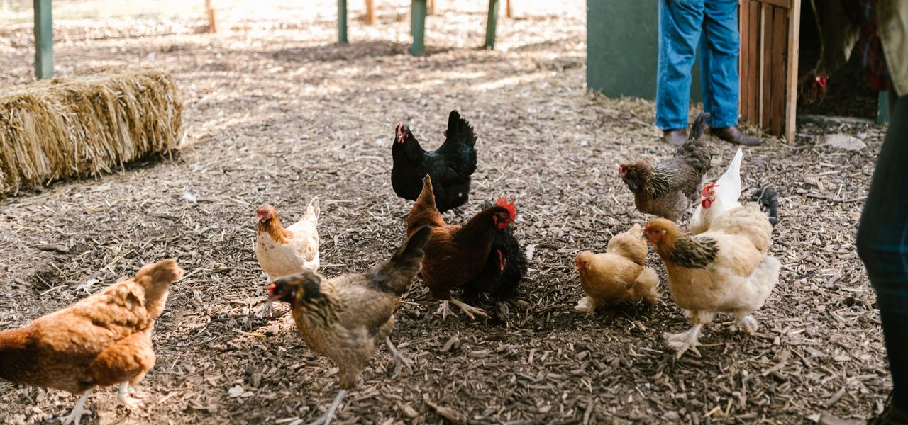 Mixed flock of chickens feeding at a farmer's feet