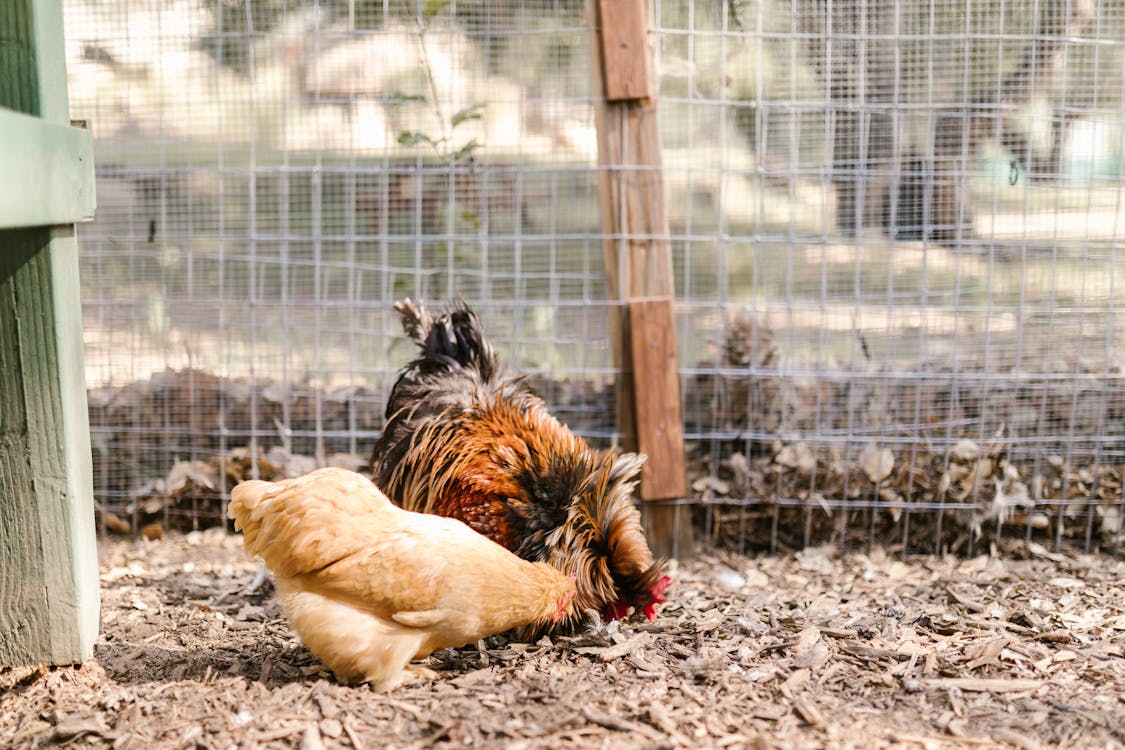Close-Up Photo of a Rooster Beside a Hen
