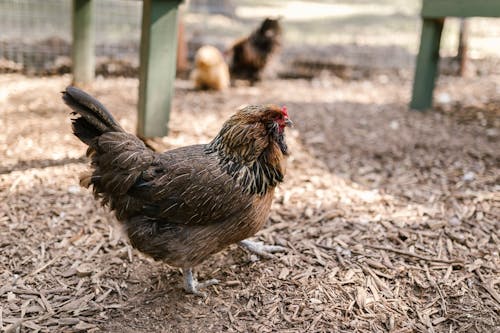 Free Selective Focus Photo of a Black and Brown Hen Stock Photo