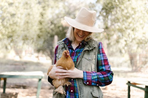 Gratuit Photos gratuites de animal de ferme, chapeau, coq Photos