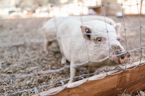 Piglet Inside a Cage