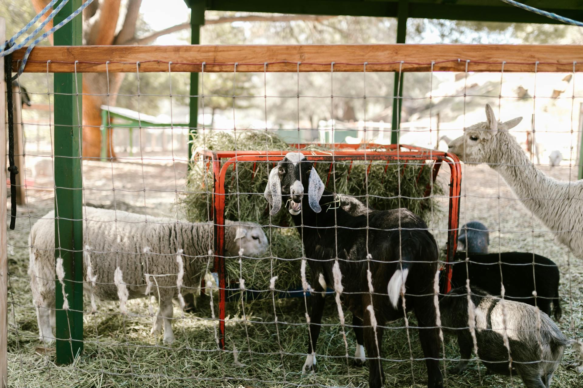 Des animaux d'élevage dans une cage