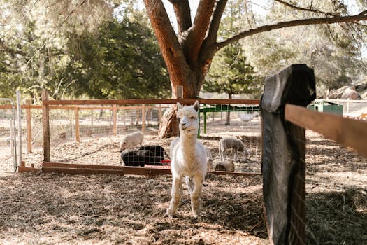An alpaca in a sunny farm setting with sheep and a tree in the background.