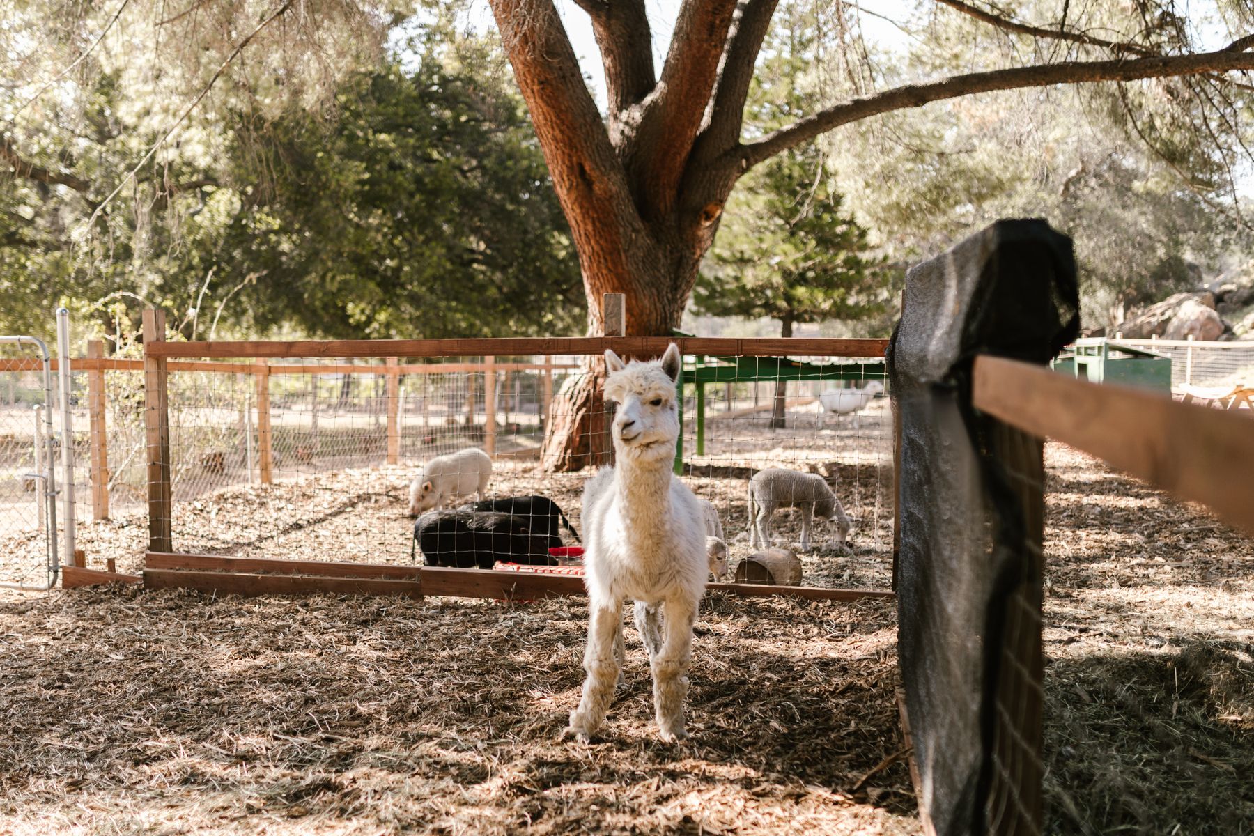 Photo d'ambiance d'animaux dans une ferme
