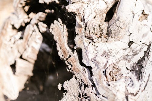 Close-up of a Tree Stump