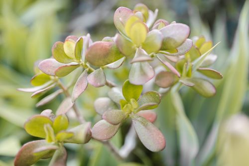 Free Detailed close-up of a succulent plant showcasing its vibrant green and pink leaves with a blurred background. Stock Photo
