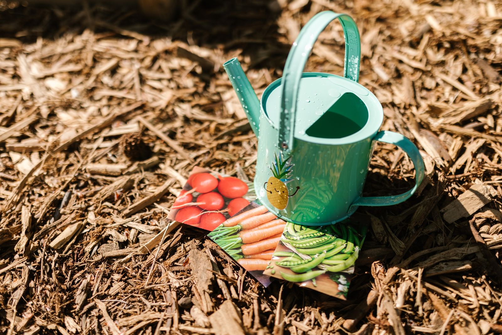 Potager paillé avec couche de paille épaisse autour de jeunes plants de tomates