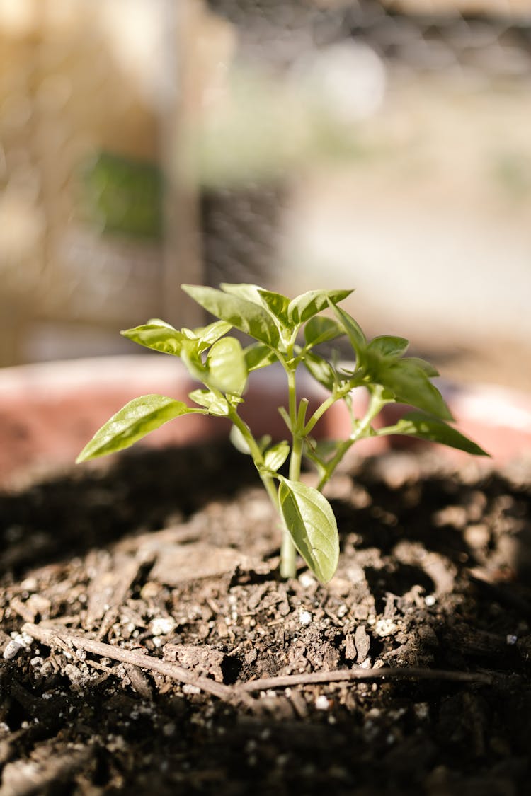 A Sapling Growing On Potted Soil