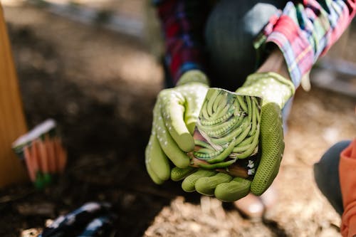 Person in Green Gloves Holding Pack of Pea Seeds