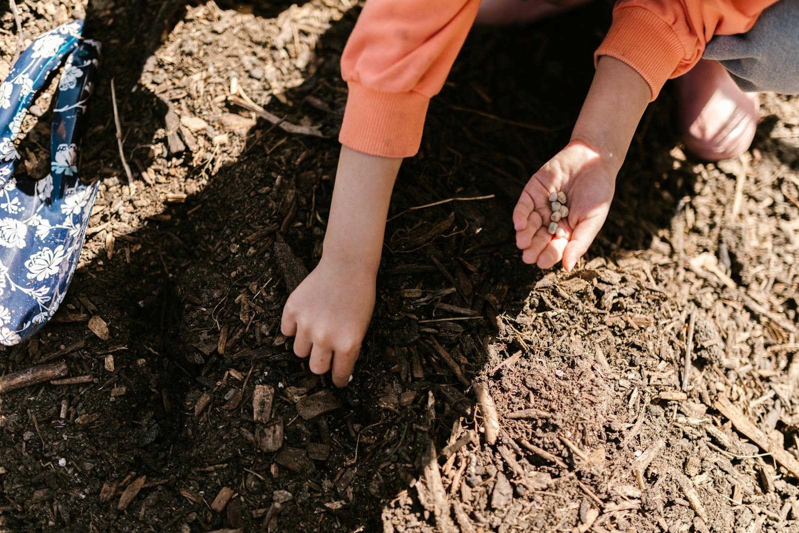 planting seeds in garden soil