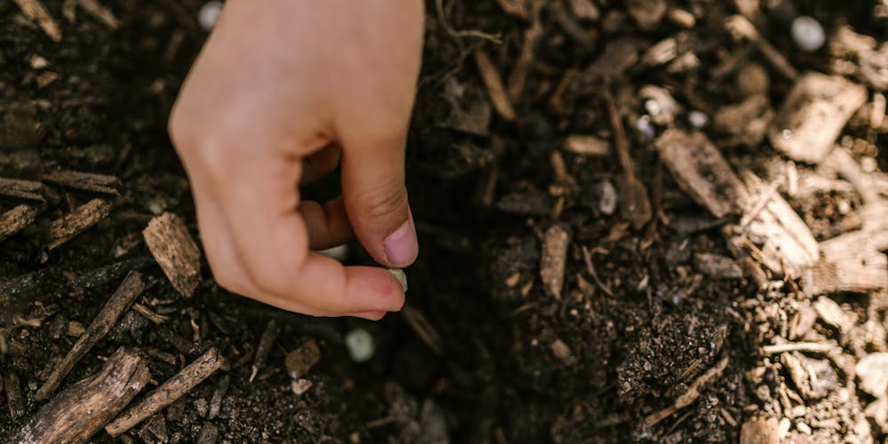 Cinnamon cultivation techniques in Vietnam
